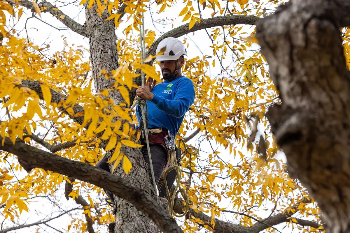 Skilled Tree Pruning crew working in Raritan