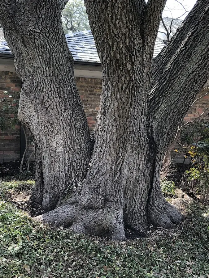 Mature heritage tree close to a Raritan property cared for by certified arborists